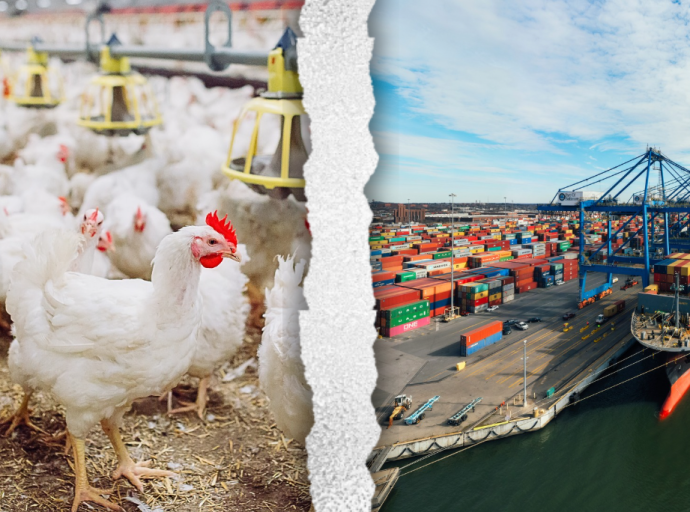 The bird flu outbreak impacts the poultry trade between South Africa and Brazil